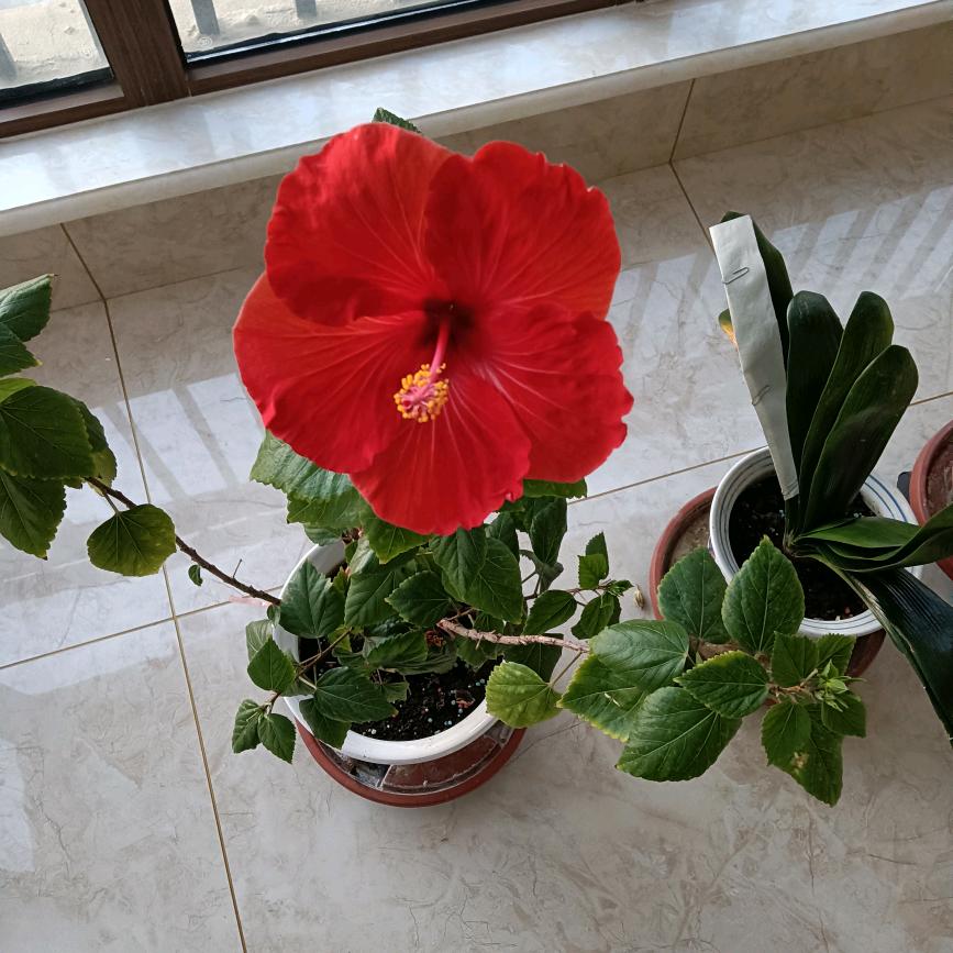 A龙雨