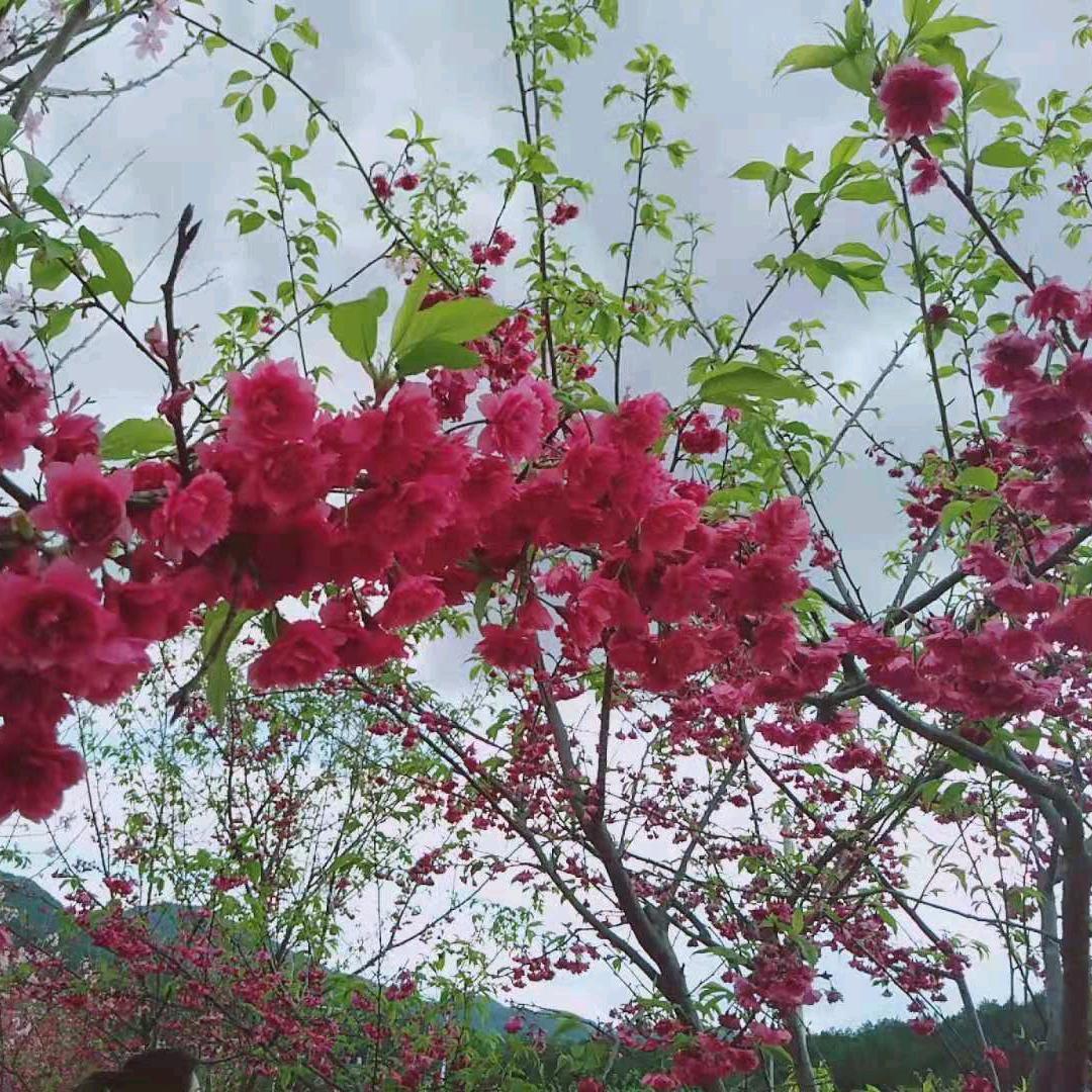 源味薄荷🍀