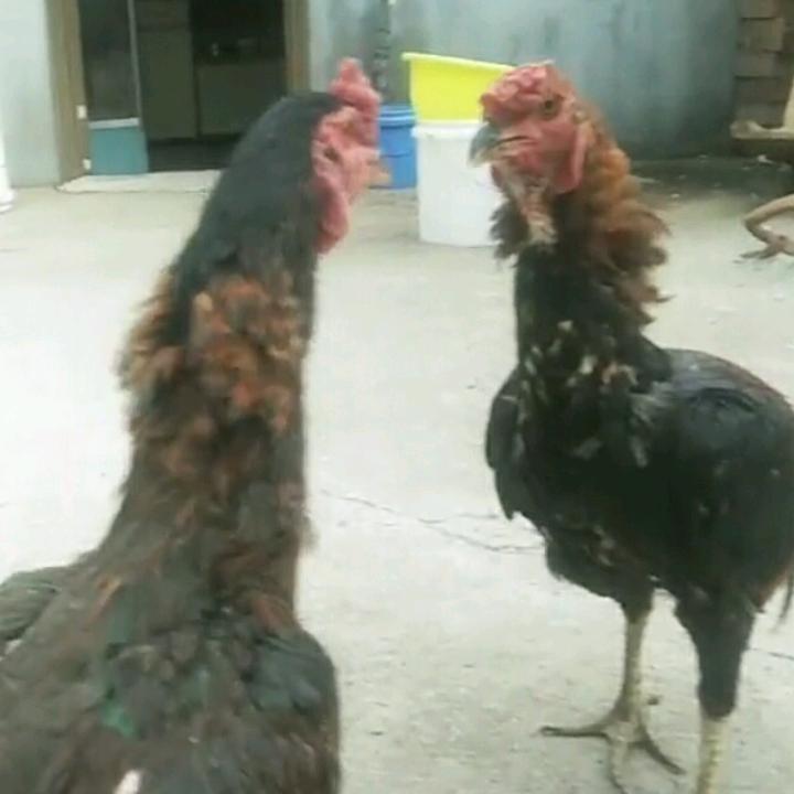 新军