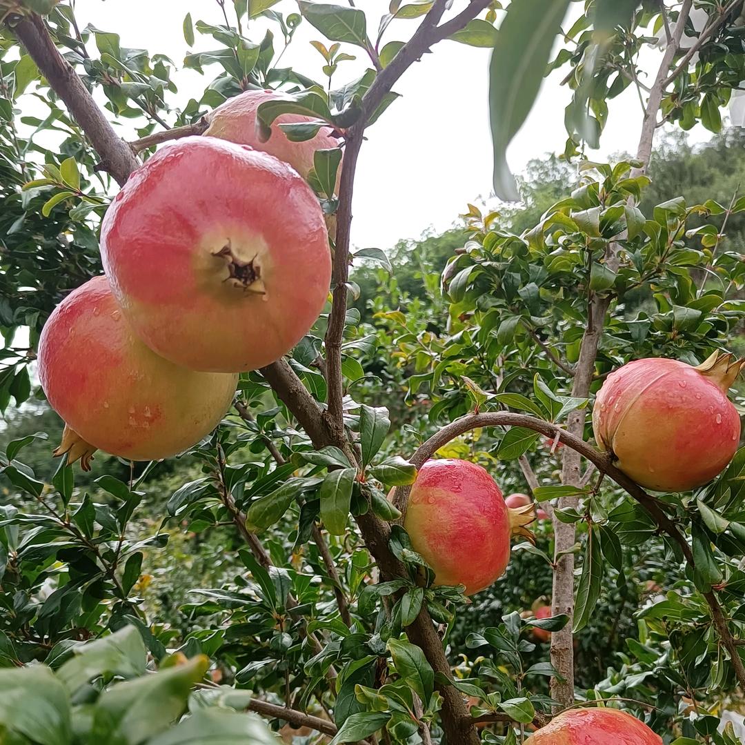 畅乐源，鲜生