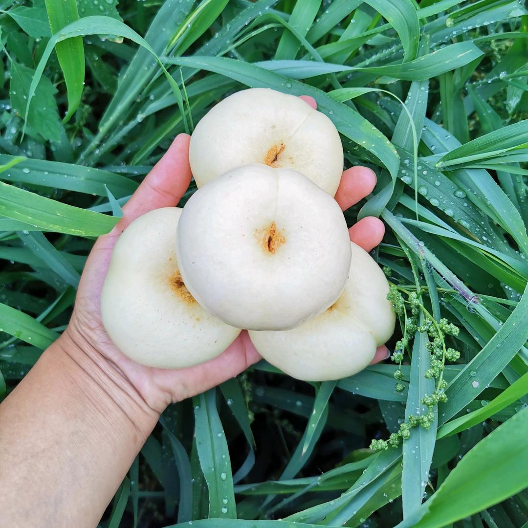 千农百味（蒙阴蜜桃）