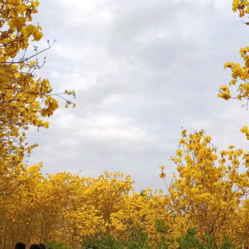 鬧芯