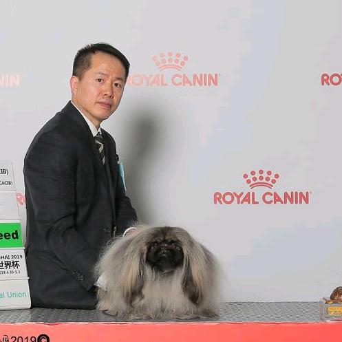 黄兵的北京犬