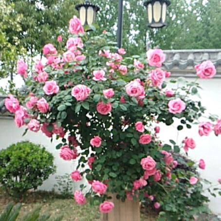 娜🌹💐🌾🌻🌷🌴