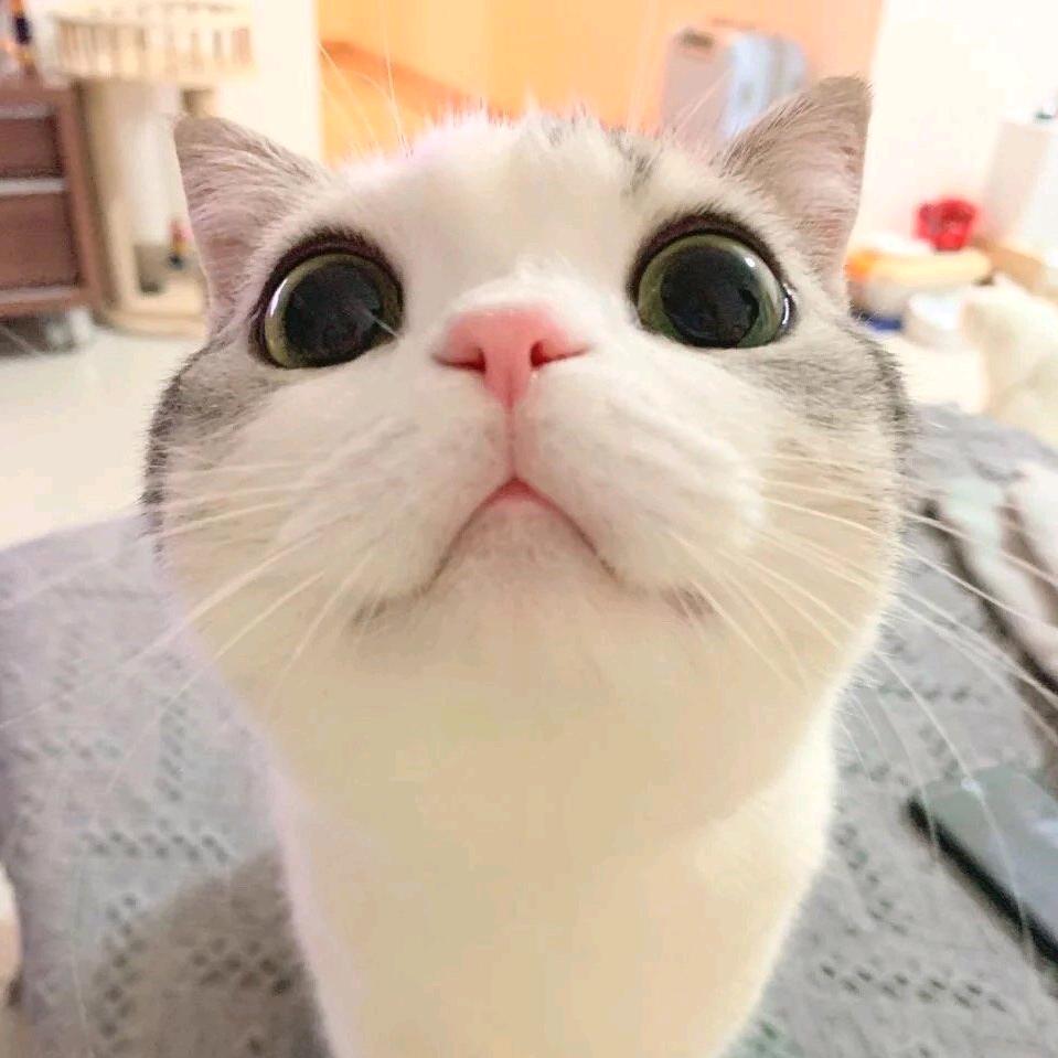 Ծ‸ Ծ