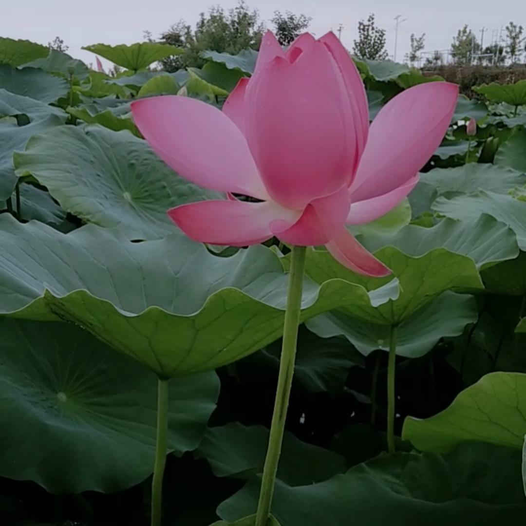 暖阳