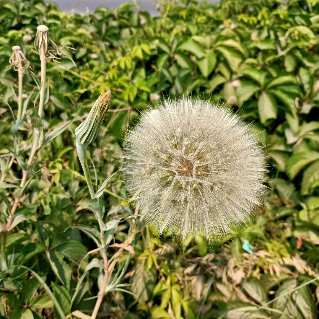 青春