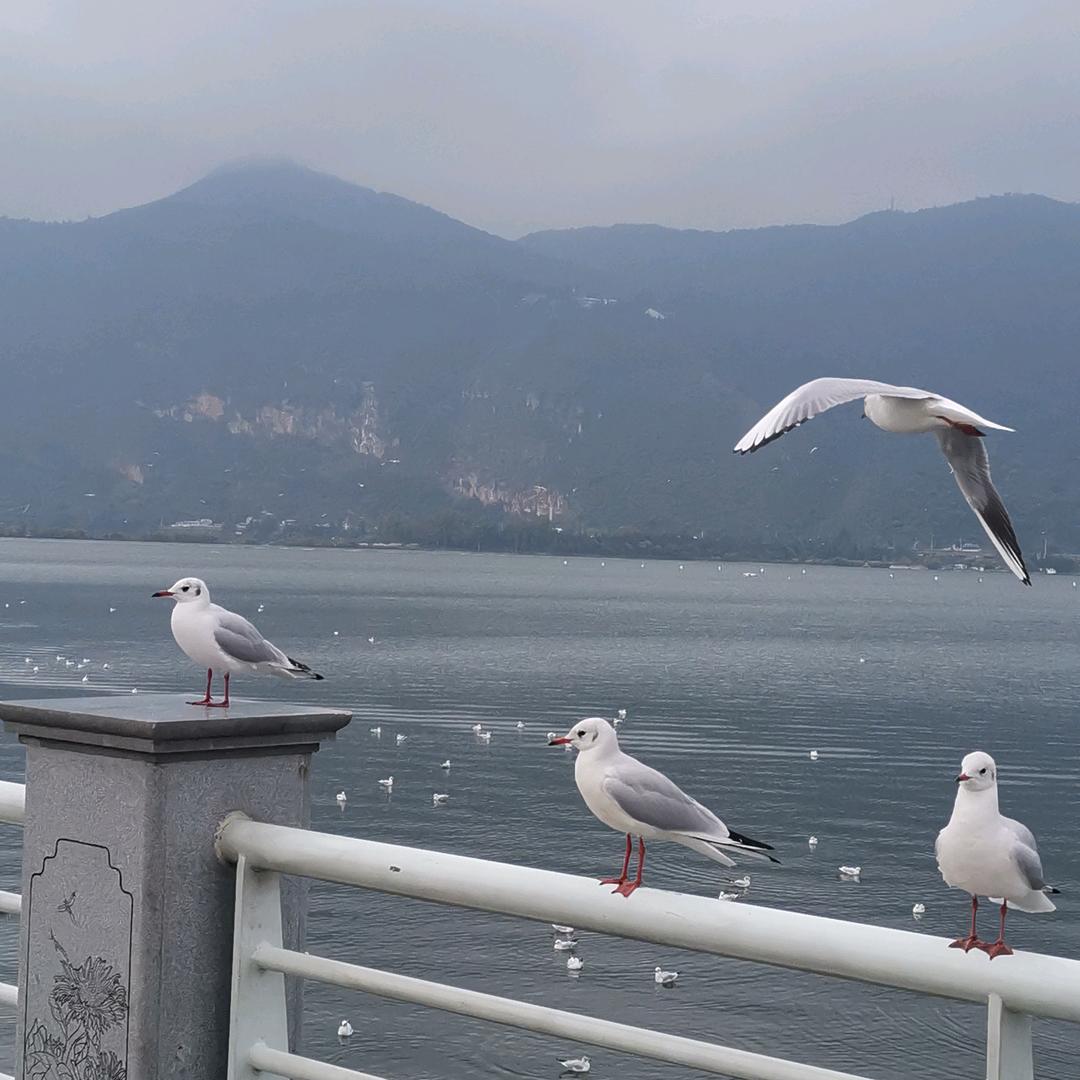 心如止水