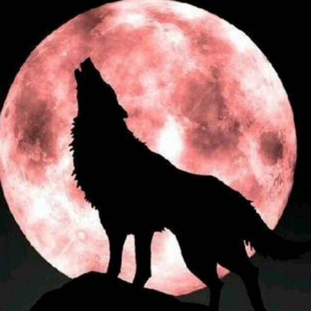 野狼🐺专业内外墙装饰，屋顶防水