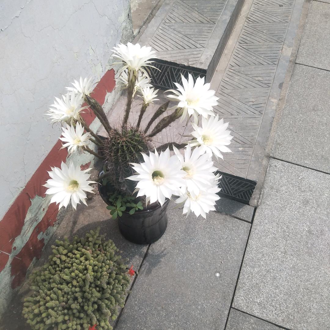 快乐的天使