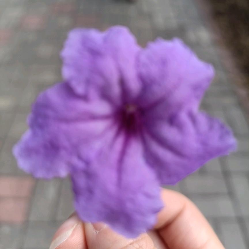 柠小檬♡