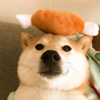 呆呆🐶