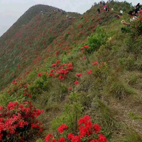 火山石