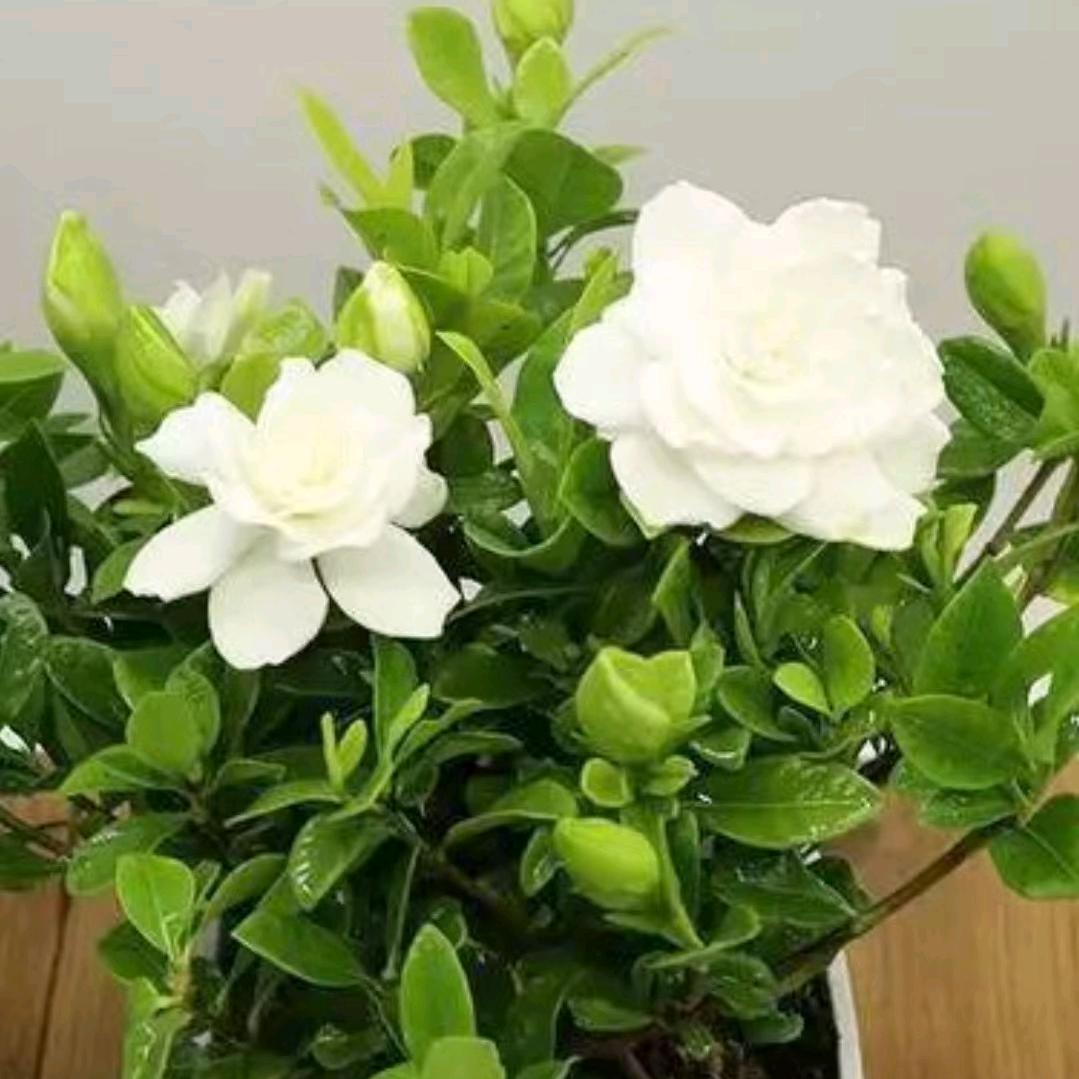 幸福的港湾