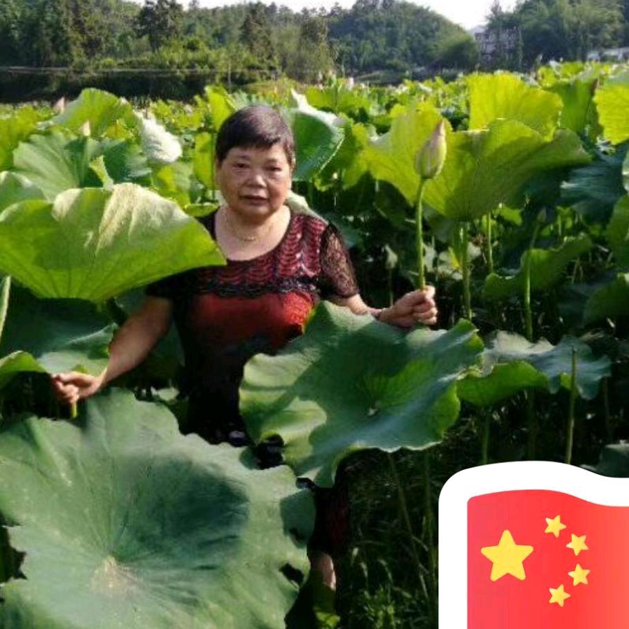 微笑莲花《邓自莲》