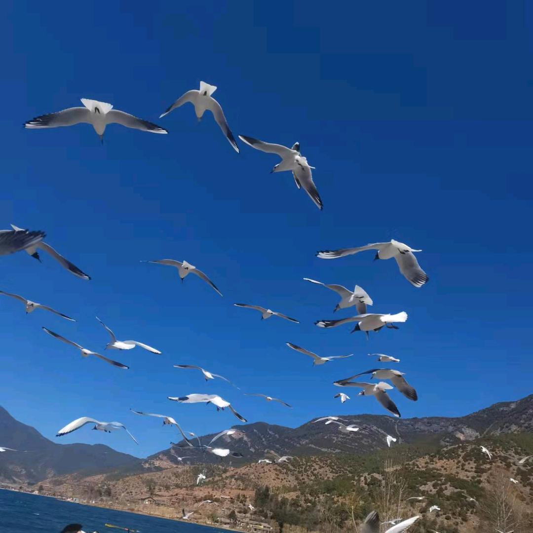 爱旅行的双