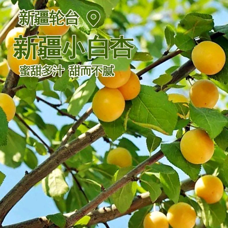 轮台县梦工坊干鲜果店