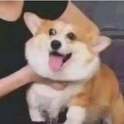 柿子.