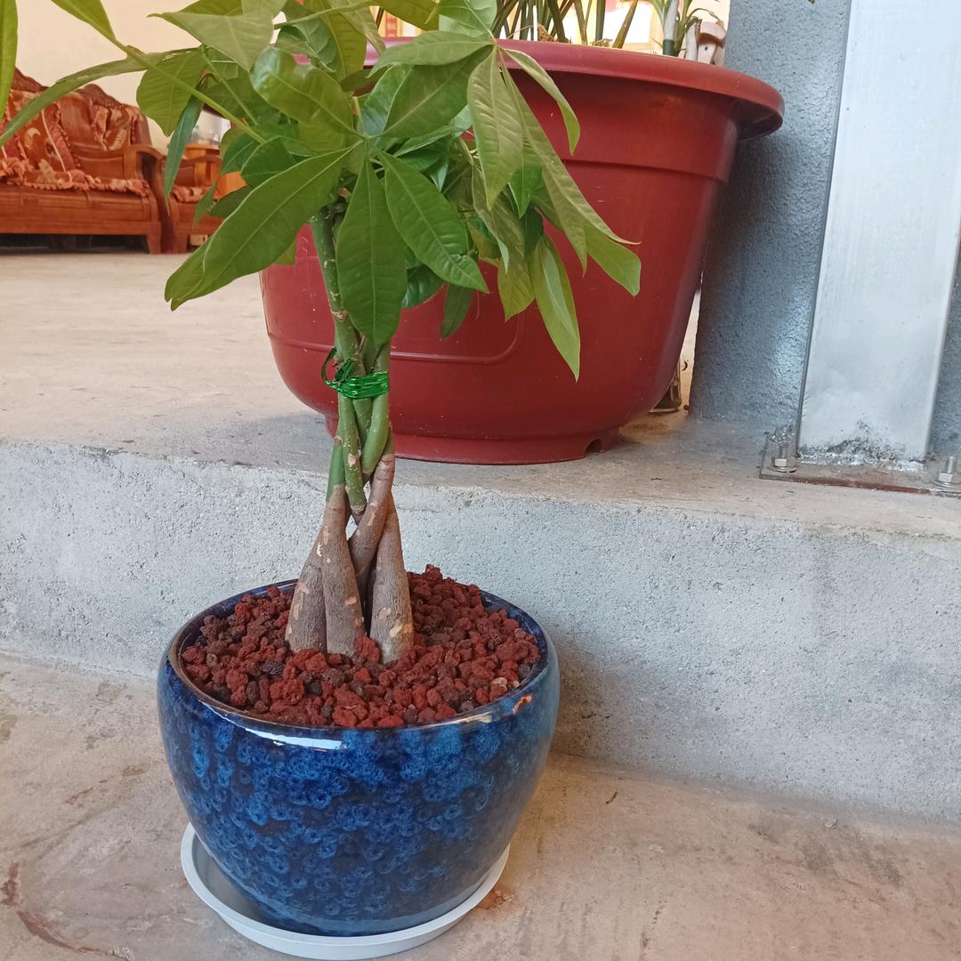 黄正