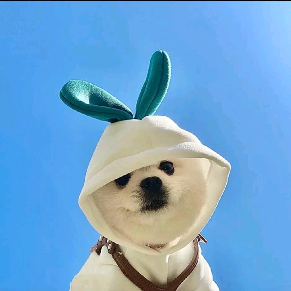 小赵吖🌈（团队招人）