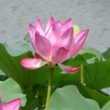 蒲茳风野