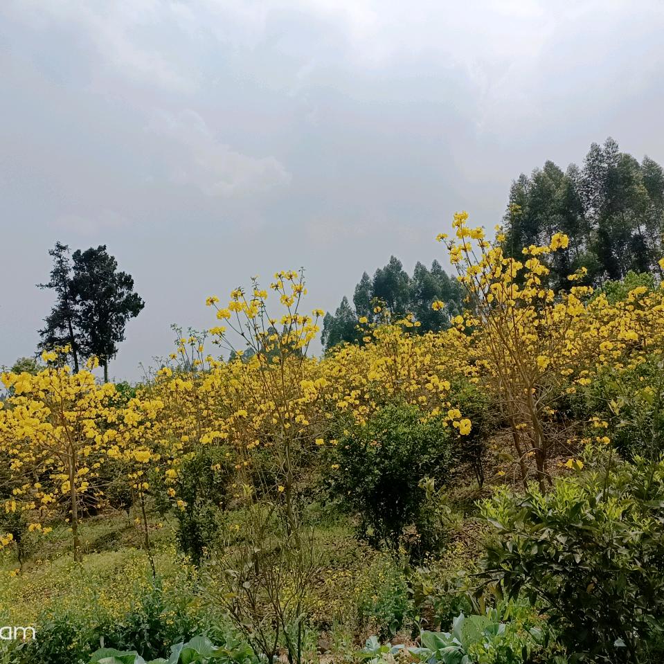 恛菋