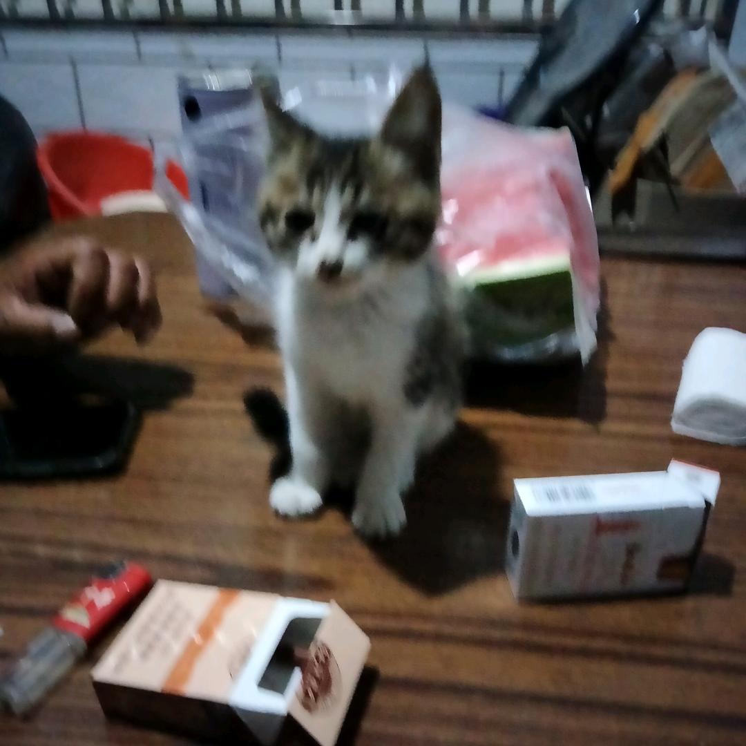 淑娥