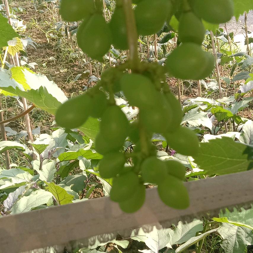 王福堂头像