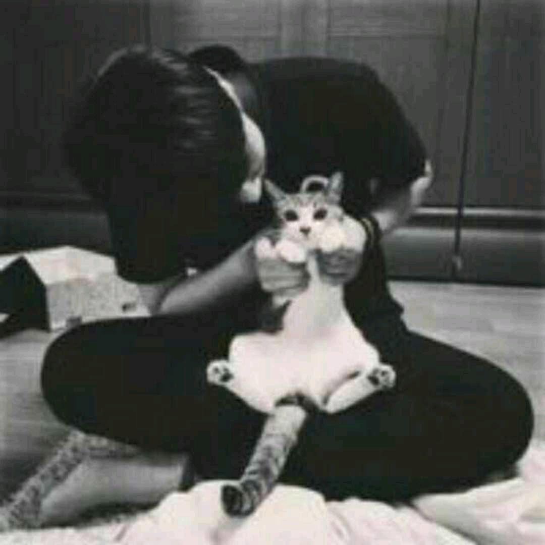 别动我的猫