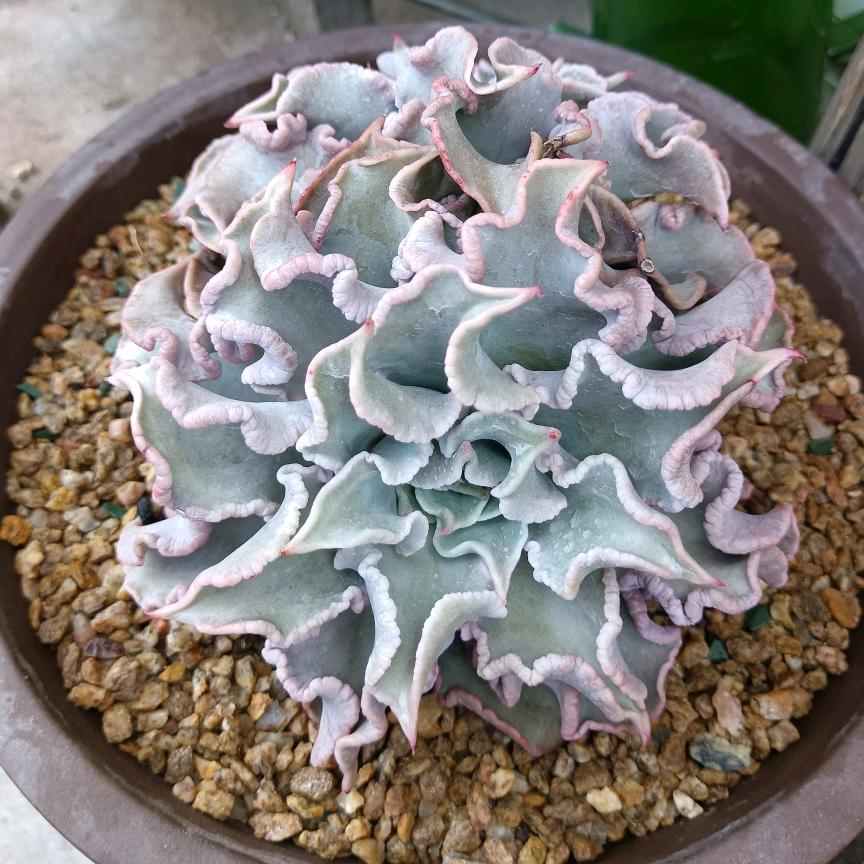 এ᭄小汪ꦿృ༊