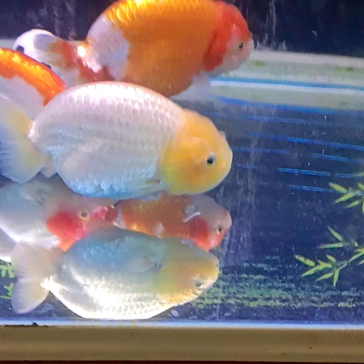 喃不解