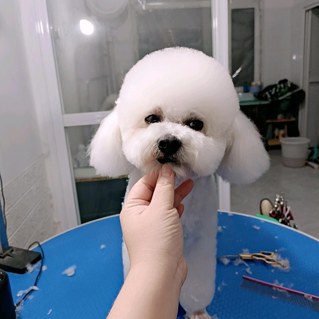 宠爱友家宠物店兔八哥