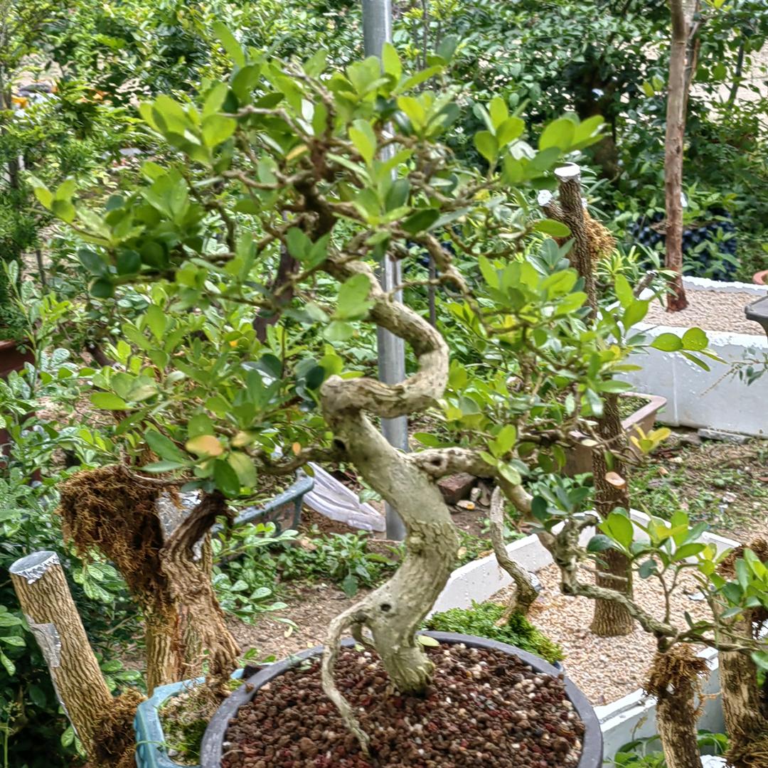 飘逸