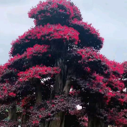 冷漠
