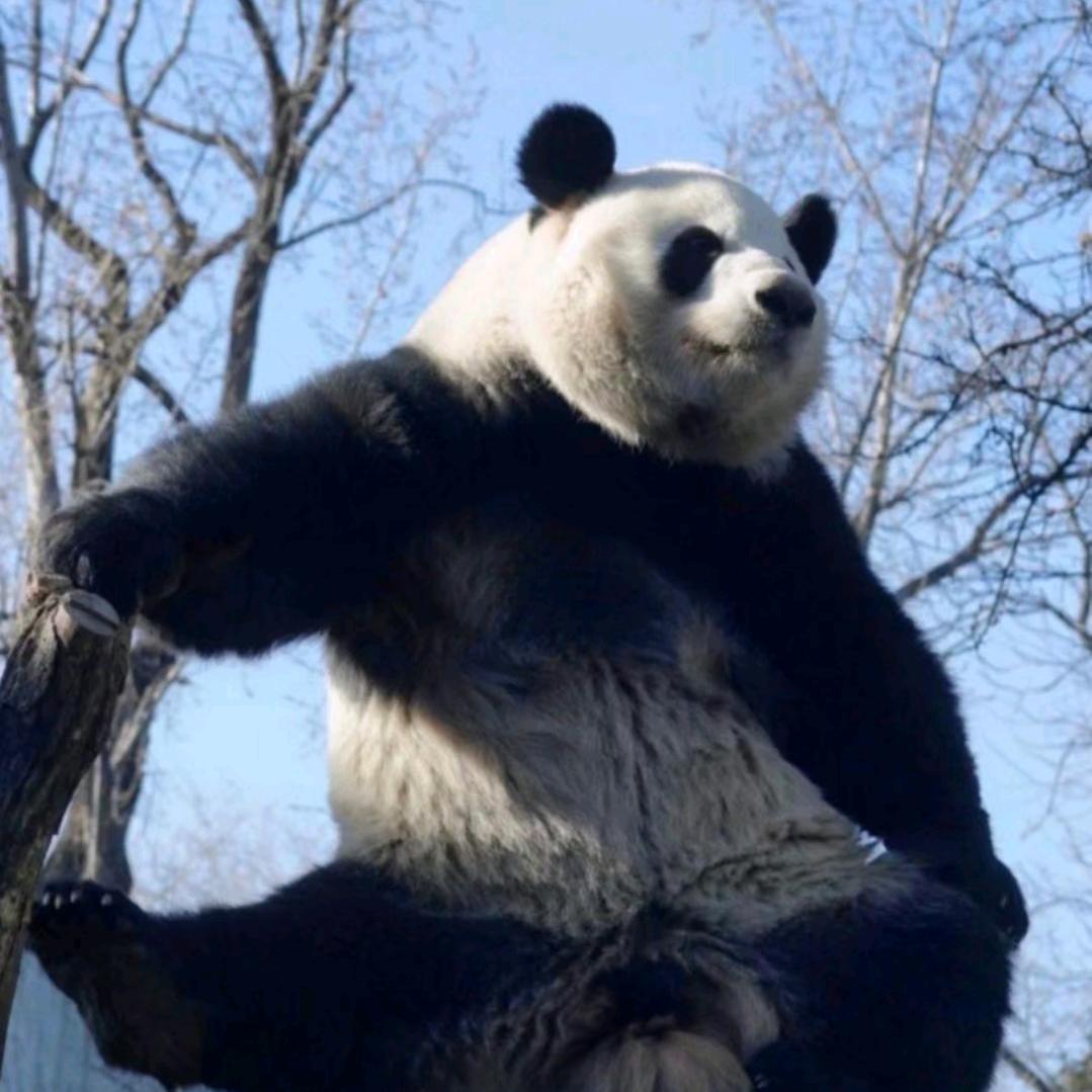 ╭(╯ε╰)╮熊猫哥