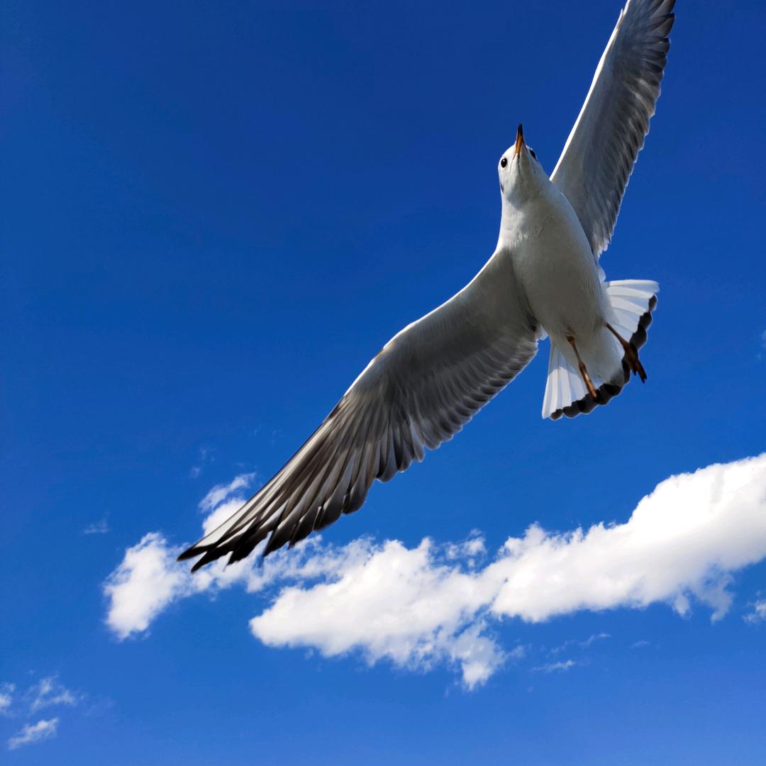 阿