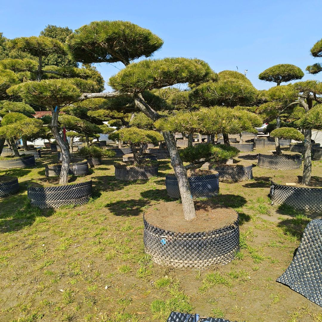园林建设