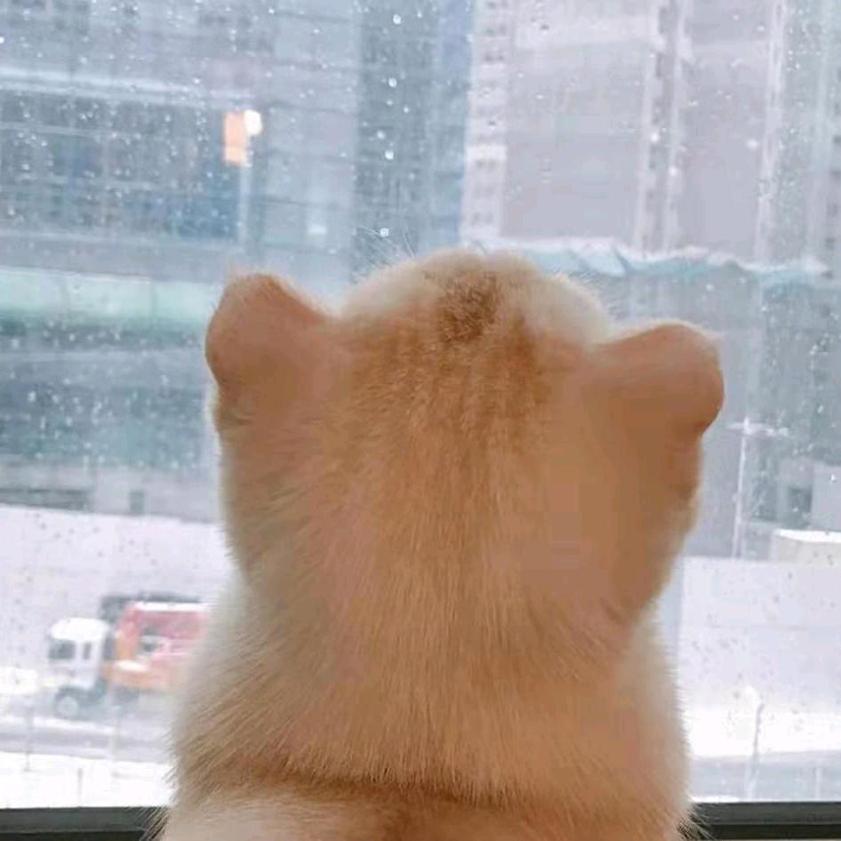 杨