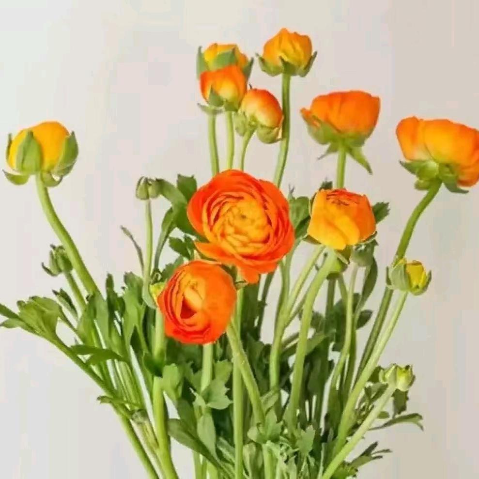 夜光杯中的可乐