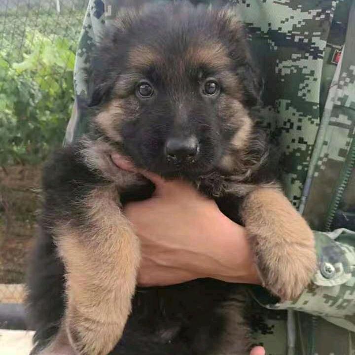 「狼堡犬舍」