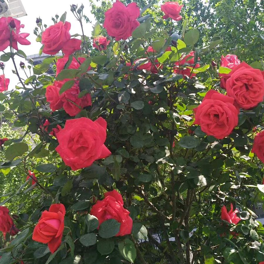 阿杜🌹