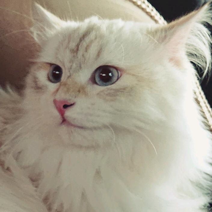 山猫