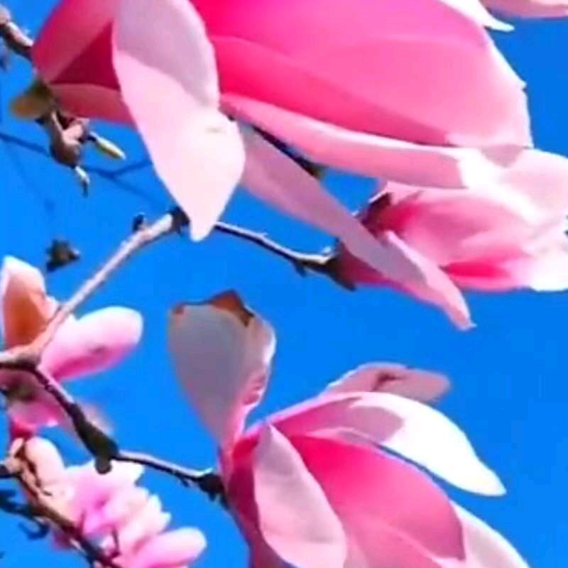 满眼的你