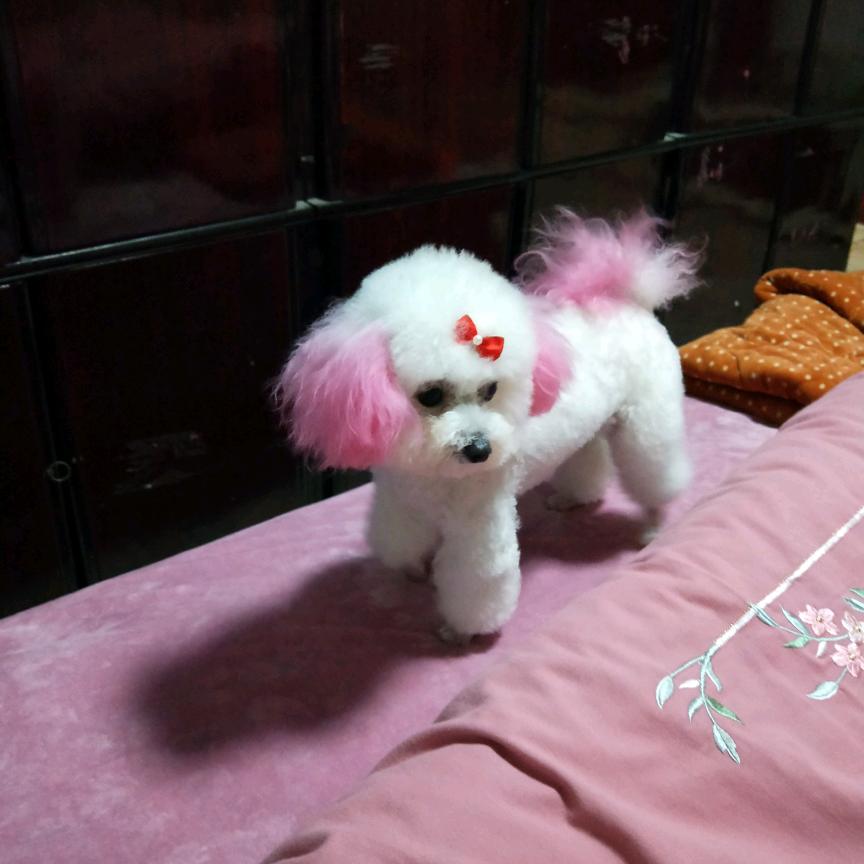 马家大哥