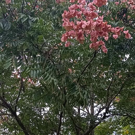 心若止水
