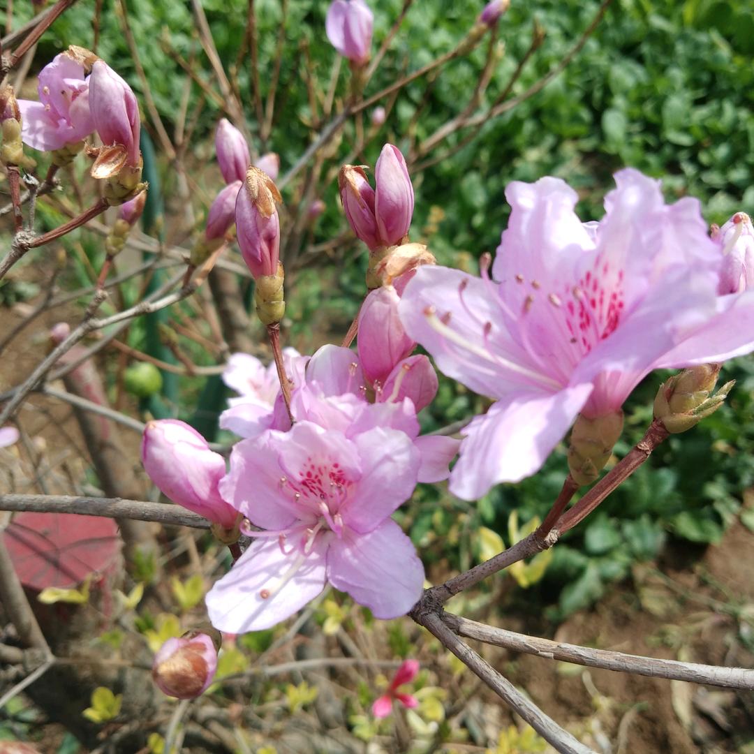 梦缘♡