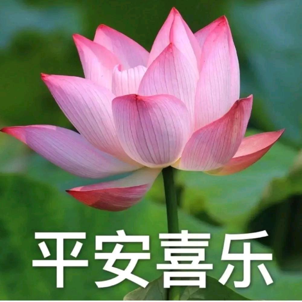 无烦恼