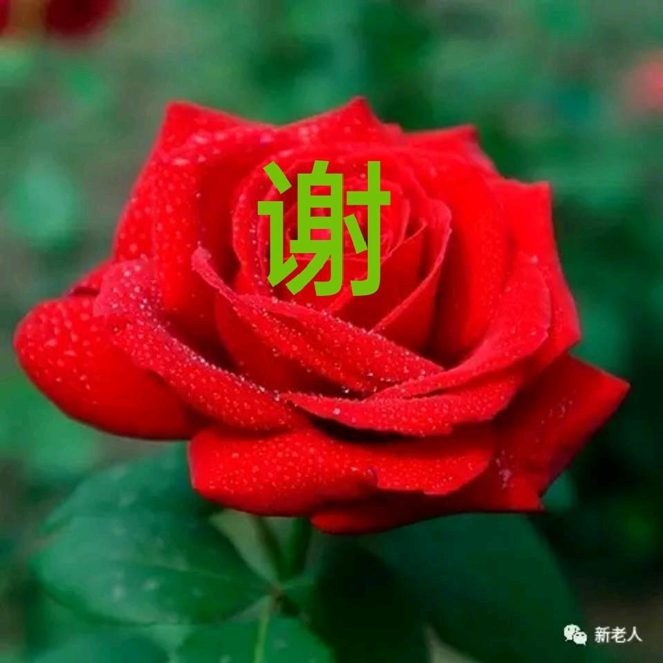 开心快乐！《l六七年》的羊羊