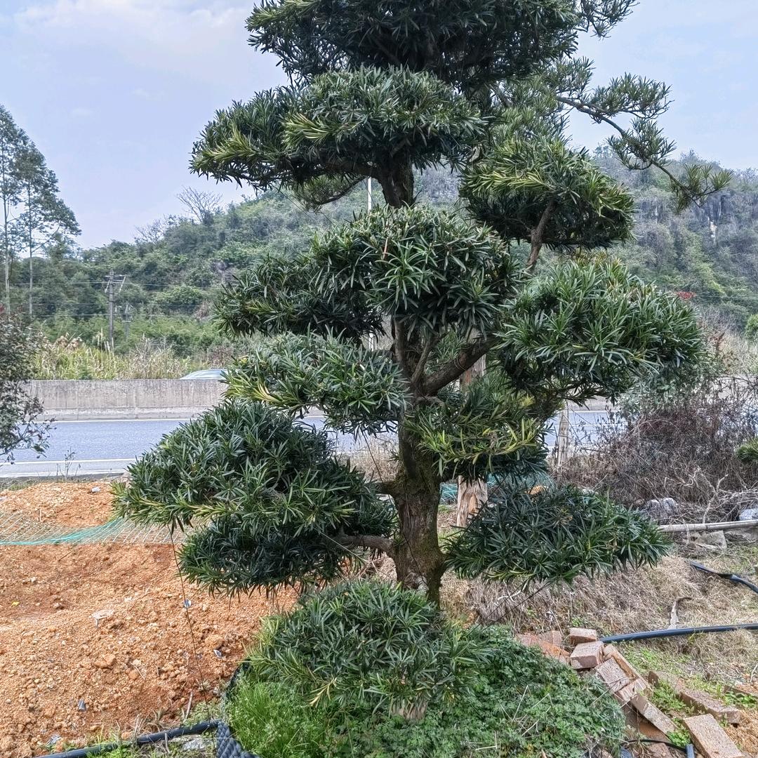 竹海新韵