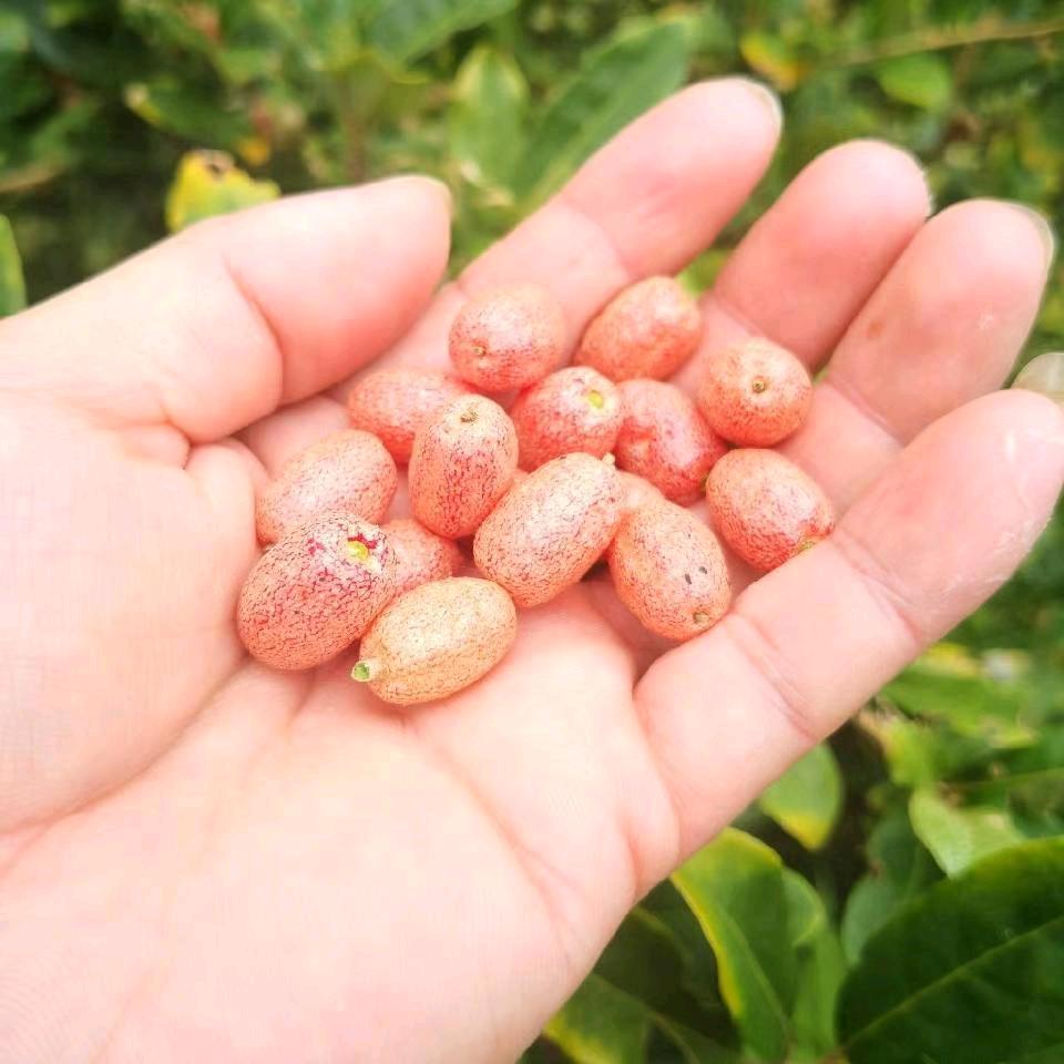 养蜂人🌹🌹🍁🍁